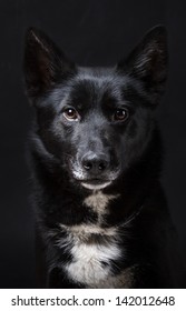 Portrait Of A Black Dog