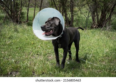A portrait of a black dog in an Elizabethan collar standing in the garden