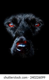 Portrait of a black dog in low key