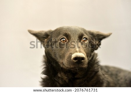portrait of a black dog on a gray background. High quality photo