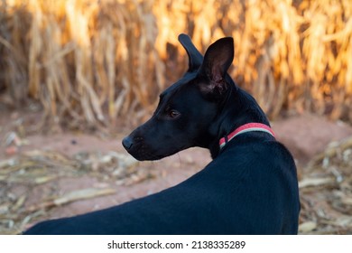 Portrait Of A Black Dog Staring A Stranger