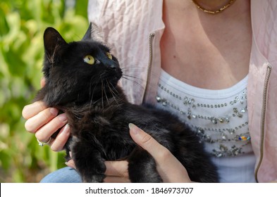 Portrait Of A Black Domestic Cat Sitting In A Woman's Arms Outdoors. Beautiful Black Cat With Yellow Eyes. Pets.