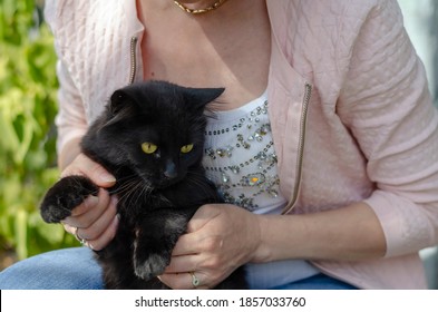 Portrait Of A Black Domestic Cat Sitting In A Woman's Arms Outdoors. Beautiful Black Cat With Yellow Eyes. Pets.