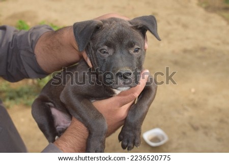 Portrait of black female pitbull puppy while holding in hands.