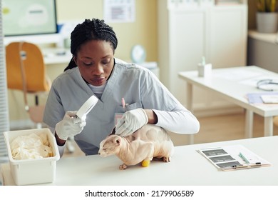 Portrait Of Black Female Veterinarian Examining Exotic Cat At Vet Clinic, Copy Space