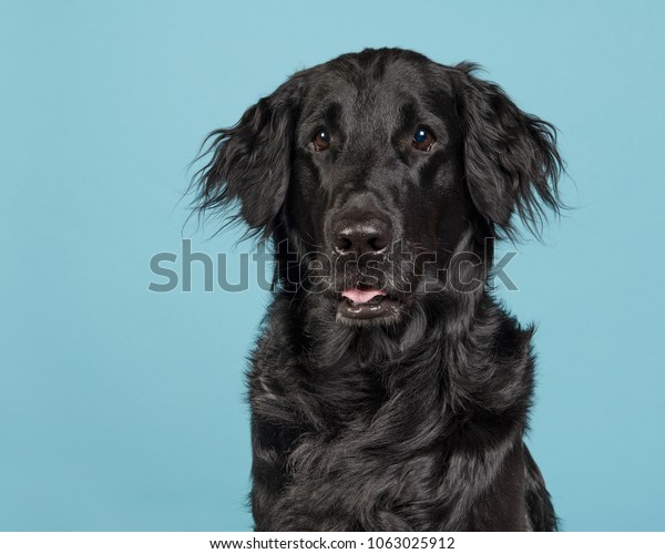 Portrait Black Flatcoat Retriever Dog On Stock Photo Edit Now