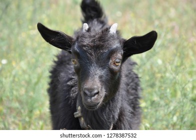 Portrait Of Black Fluffy Baby Goat With Small Horns. Rural Scene In Ukraine Countryside. Domestic Farm Baby Animal. Kid Goat Head Closeup On Blurred Green Grass Background.