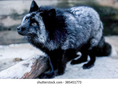 Portrait of black fox in the aviary