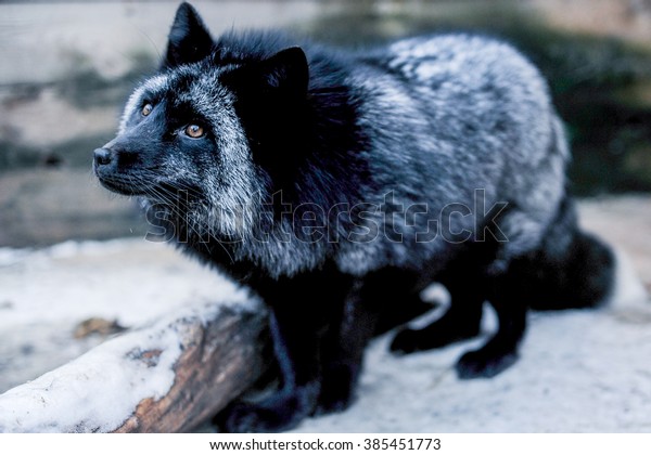 Portrait Black Fox Aviary Stock Photo Edit Now 385451773