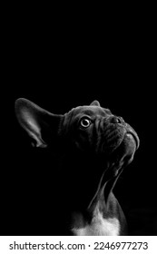 Portrait of Black French Bulldog on black background