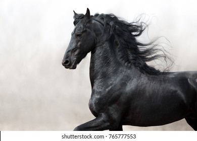 portrait black Friesian horse on grey background