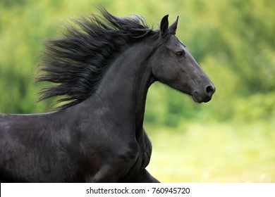 portrait of black Frisian horse with developing mane on nature background