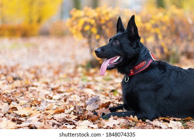 Portrait Of Black German Shepherd With Long Tongue In Autumn In The Park. Dog Is Waiting For The Owner. Command To Sit, Wait. Obedience, Pet Training. Copy Space, Place For Text