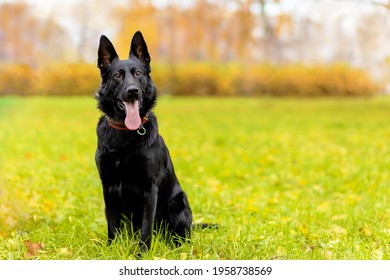 Portrait Of Black German Shepherd With Long Tongue In Autumn In The Park. Dog Is Waiting For The Owner. Command To Sit, Wait. Obedience, Pet Training. Copy Space, Place For Text