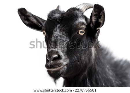 Portrait of a black goat with big eyes on a white background.