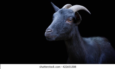 Portrait of a black goat on a black background.