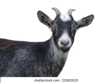 Portrait of black goat on a white background