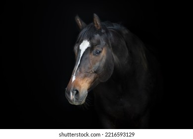 Portrait of a black horse.  - Shutterstock ID 2216593129