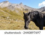Portrait of a black horse in an alpine pasture with the Pan di Zucchero and the Pic d