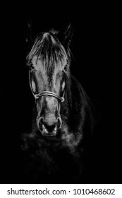 Portrait Of Black Horse On A Black Background