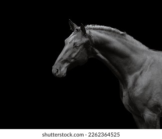 black and white horse head