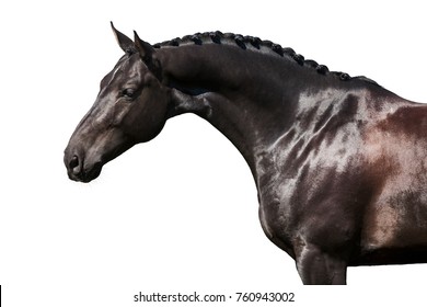 portrait of black horse on a white background, isolated