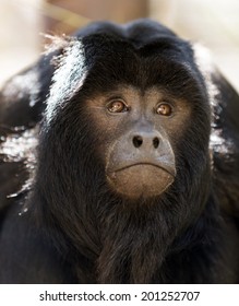 Portrait Of Black Howler Monkey 