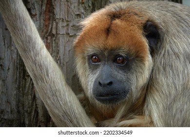 Portrait Of A Black Howler Monkey