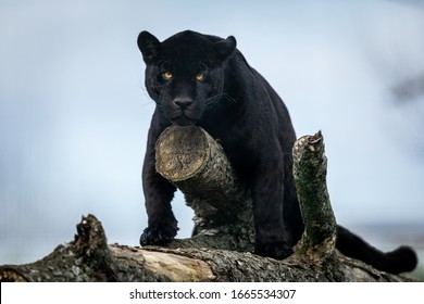 Black Puma Images, Stock Photos 
