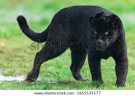 Portrait of a black jaguar in the forest