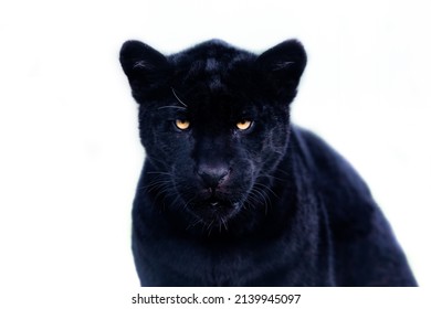 Portrait Of A Black Jaguar With A Whitebackground