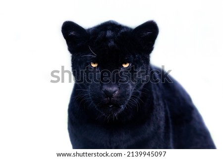 Portrait of a black jaguar with a whitebackground