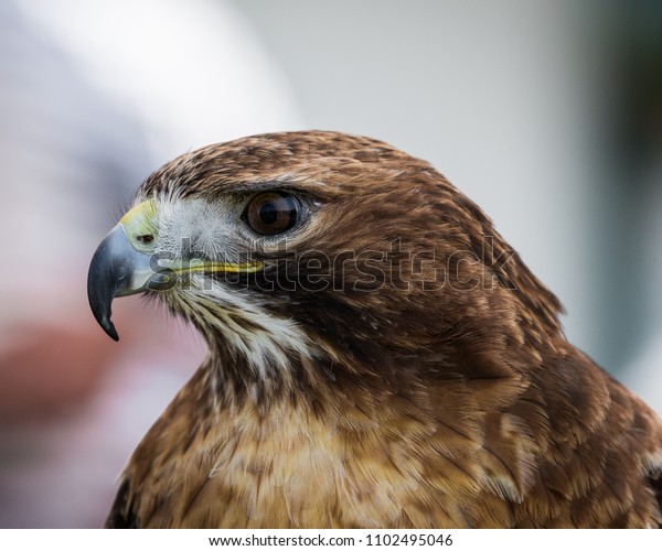Portrait Black Kite Hawk Falcon Bird Stock Photo Edit Now