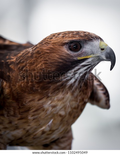 Portrait Black Kite Hawk Falcon Bird Stock Photo Edit Now