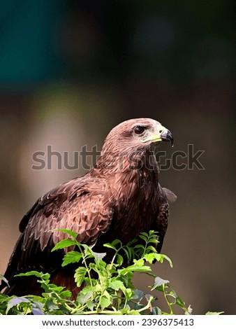 The portrait of a black kite. The most abundant species of Accipitridae. They are opportunist hunters and often scavengers 