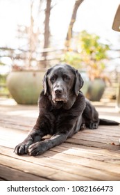 Portrait Of A Black Lab Retriever, A Family Friendly Dog, Laying On A Backyard Deck, With Space For Text On The Right