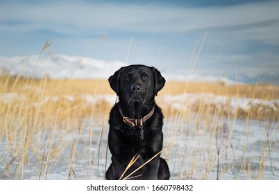 Portrait Of Black Lab In The Snowy Shoreline