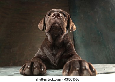 The portrait of a black Labrador dog taken against a dark backdrop. Arkistovalokuva