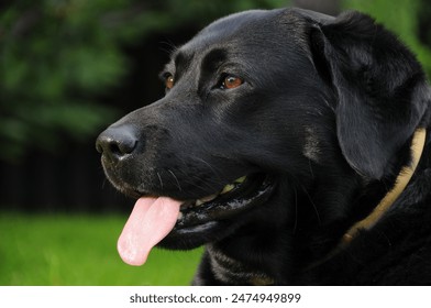 portrait of a black labrador lying on the grass in the home garden