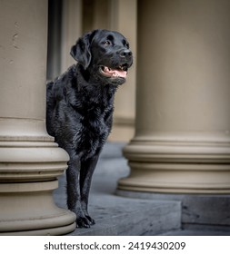 Portrait of a black labrador retriever inbetween two pillars.