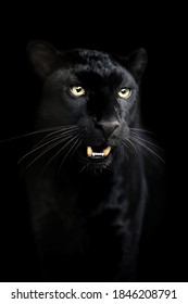 Portrait of black Leopard on a dark background