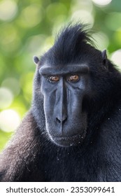 Portrait of a black monkey
