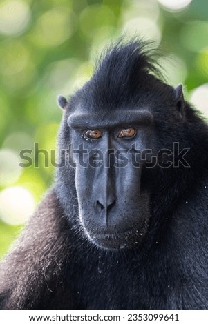 Portrait of a black monkey