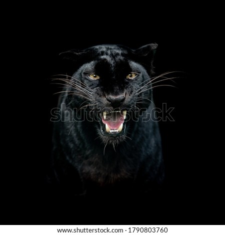 Portrait of a black panther with a black background