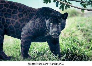 Portrait of the black panther, wild cat looking straight to the camera. Silent killer. Scary look. 