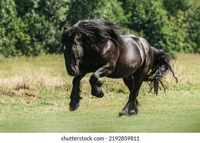 Portrait of a black percheron horse gelding running across a pasture in summer outdoors - Shutterstock ID 2192859811