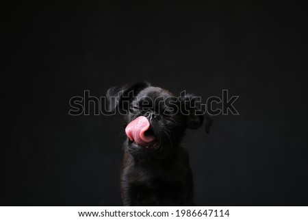 Portrait of black puppy dog griffon or brabancon with funny face licking its lips and looking at camera on black background. Copyspace 