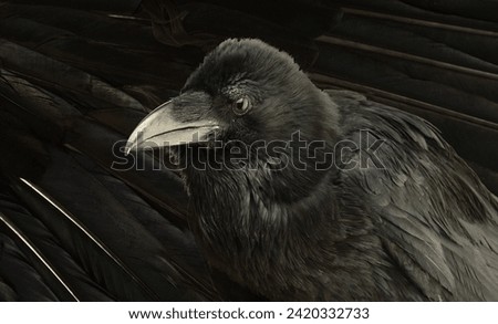 portrait of a black raven on a dark background