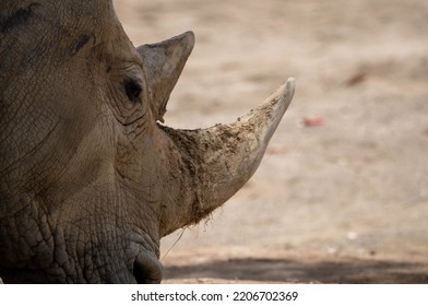 A Portrait Of A Black Rhino (Diceros Bicornis)