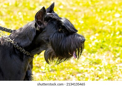 Portrait Black Shaggy Dog Breed Giant Stock Photo 2134135465 